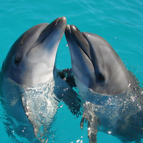 Dolphin Boating and Sailing Cruises